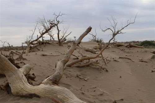 毛乌素沙漠发生了翻天覆地的变化,甚至沙漠也即将消失 毛乌素沙漠地图