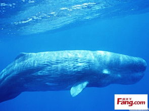 世界上最大的哺乳动物 鲸
