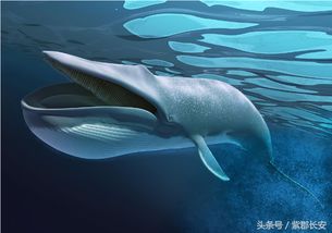 世界上最大的哺乳动物,蓝鲸一次吃200万只虾 