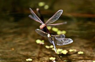 蜻蜓点水是为了什么? 蚂蚁能原路返回是靠什么