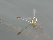 蜻蜓点水 是为了什么 