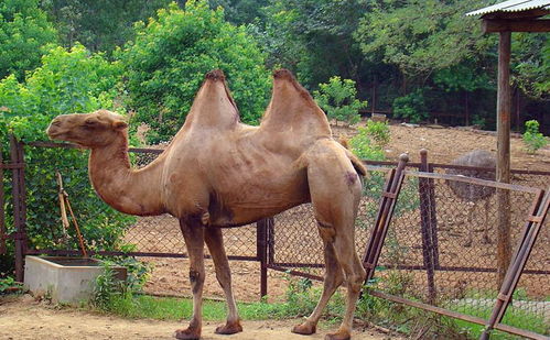 辟谣,骆驼用驼峰储存水分 其实里面都是脂肪,并不能直接供水