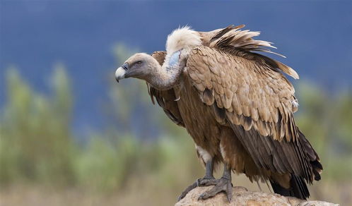 为什么秃鹫的头是秃秃的? 秃鹫为什么叫秃鹫