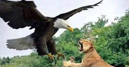 世界上体型最大的鹰,不喜捕食偏爱 捡漏 ,动物界没有天敌