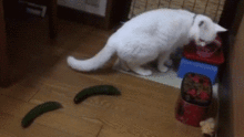 猫为啥会怕黄瓜 真实的原因是..