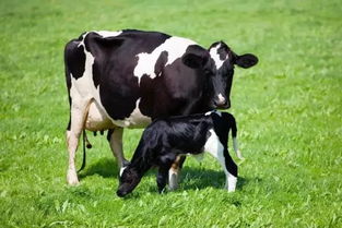 思思小课堂 公奶牛能产奶吗,不产奶为什么还叫奶牛 
