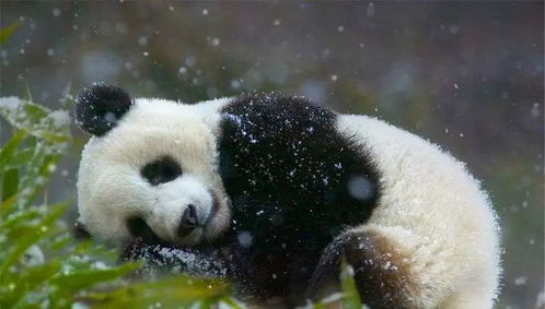 全球自然保护运动的标志 大熊猫︱国宝知多少
