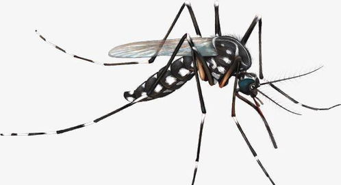 蚊子只有两个月寿命,知道它能产下多少卵吗 它最爱叮咬这样的人