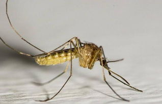 蚊子的寿命到底有多长 饿多久就会死掉呢
