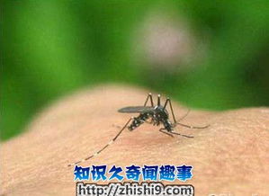 蚊子能活多长时间 