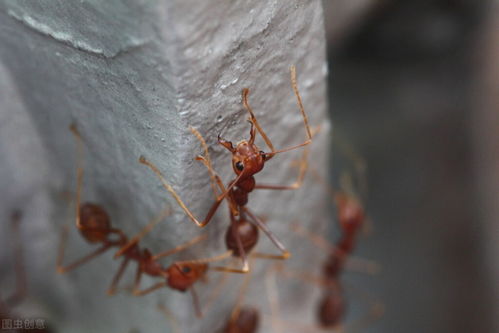 红火蚁图片入侵物种 这只蚂蚁最初在南美洲 红火蚁入侵435个县市