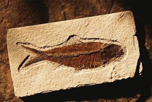 化石是怎么形成的? 化石是怎么形成的对我们研究早期人类有什么作用