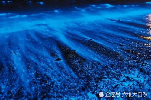 蓝眼泪是如何形成的 海洋中有一种介形虫 海陵岛蓝眼泪是怎么形成的