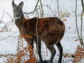 什么是吸血鬼鹿?它的名字被误解了 吸血鬼鹿的视频