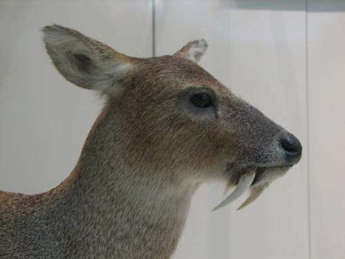 这种鹿长着长长的獠牙 被称为 吸血鬼鹿 是阿富汗国宝