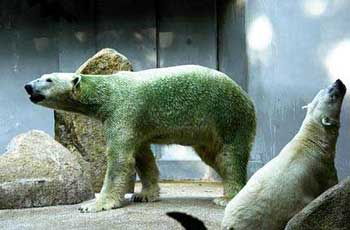 绿色的北极熊 