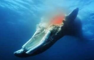 鲸鱼死后沉入海底,身体会发生什么神奇变化 看完才知鲸的伟大