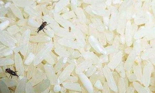 大米生虫处理提示 大米生虫冷冻后怎么处理