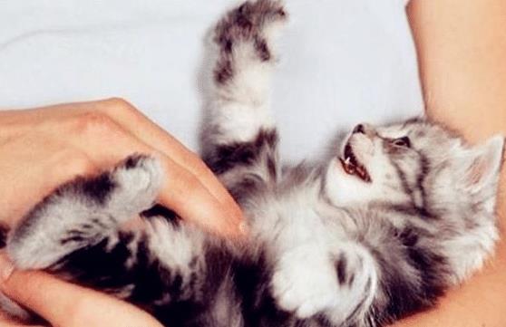 为什么你摸猫肚子时,它会咬你 背后是有原因的