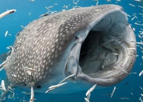 世界上最大的鱼有多大,鲸鲨全长可达20米 实则性情温和 