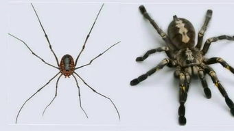 盲蜘蛛和其他蜘蛛有什么区别? 盲蜘蛛是蜘蛛吗