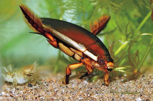 农村水塘里的水蟑螂,擅长潜水还能飞,到底是益虫还是害虫呢