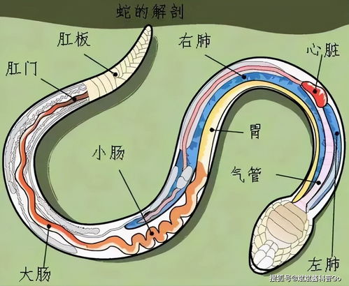 老鼠为什么敢吃蛇,是因为冬眠的蛇 好欺负 人类可不要去招惹