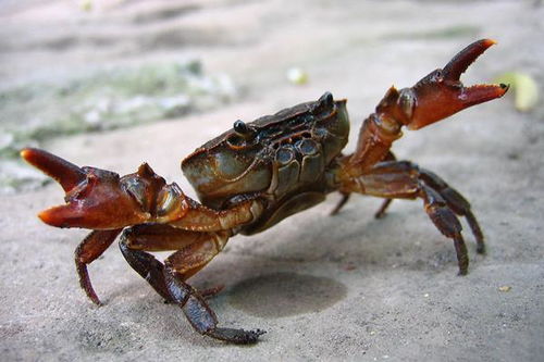 螃蟹保存10天的方法 蒸熟的螃蟹怎么保存呀