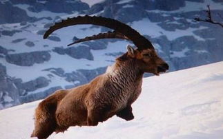 复活成功的灭绝动物 比利牛斯山羊是第一个通过克隆复活的物种 已灭绝的动物能复活吗?