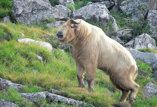 羊亚科当中体型最大的物种,长得像牛的羚牛它到底是牛还是羊 