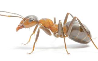 彻底消灭蚂蚁的四种方法 厨房有蚂蚁怎么能彻底消灭