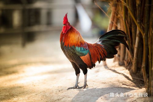 公鸡打鸣的科学解释,受到外界光线和声音以及体内雄性激素的综合