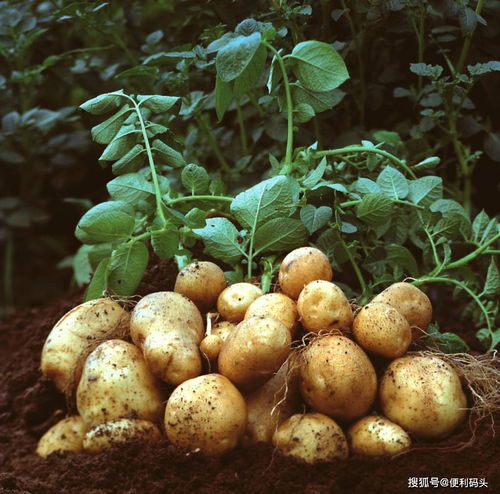 土豆发芽为什么不能吃 刚发芽能吃吗 看完才知道,很多人都弄错了
