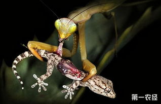 世界上最大最凶猛的螳螂 世界上最大最凶猛的动物