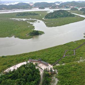 海岸卫士 红树林