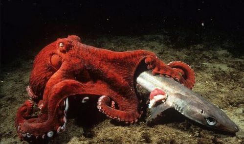 为何说巨型章鱼有三个心脏吗 