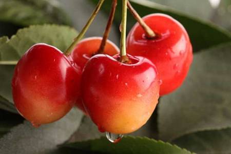 尿酸高吃什么水果最好最降得快 尿酸最怕的三种水果 