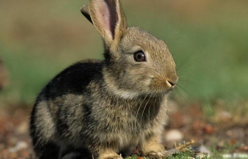 为什么兔子没有马大 简单的问题让科学界头疼,如今终于找到答案