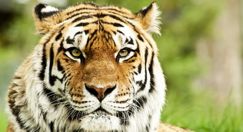 老虎是野兽之王,没有动物能吓到老虎。那么老虎会害怕遇到人吗?(老虎认为是谁吓跑了野兽)