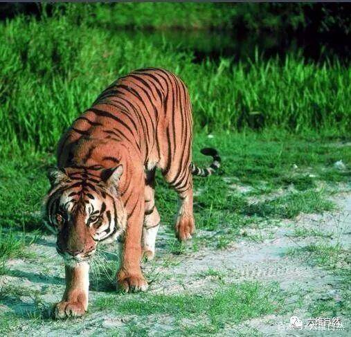 老虎日 九种老虎,三种已灭绝,多种已濒临灭绝,野生虎不足四千