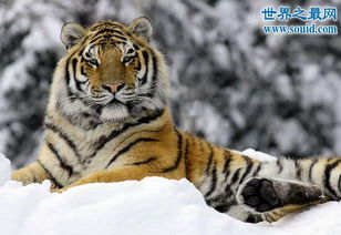 远东北亚巨虎专门吃东北虎(远东北亚巨虎存在吗)