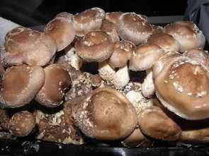 蘑菇越贵越有营养么 为什么明天还能见