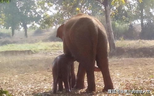 印度大象疯狂挖地11个小时,村民想帮却不敢靠近,真相令人感动