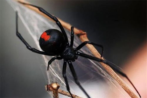 全球10大最毒蜘蛛,黑寡妇蜘蛛和漏斗网蜘蛛上榜,你见过吗