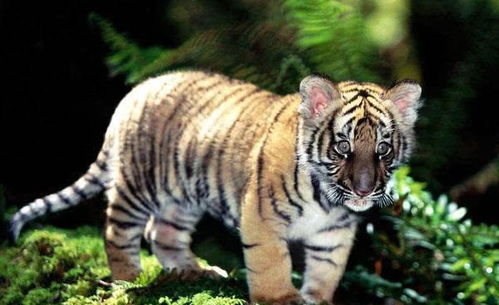 四只老虎灭绝的原因是人类杀死和破坏老虎的栖息地(已灭绝的四只老虎)