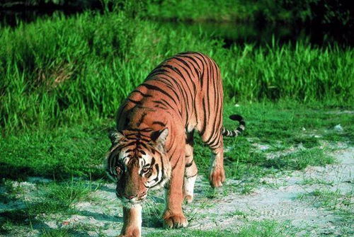 地球上3大已经灭绝的老虎,都是被人类捕杀而灭绝,你心痛吗 