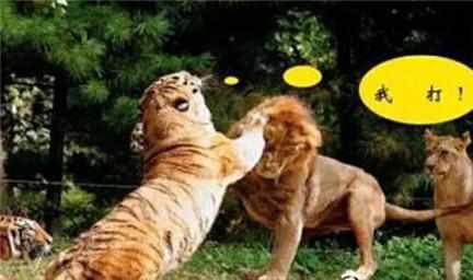 狮子和老虎都是猫,但它们的生活方式完全不一致(狮子和老虎都是猫科的哺乳动物对不对)