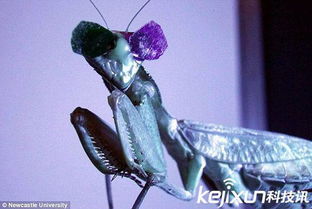 科学家对螳螂测试3D眼镜 发现其神秘视觉能力