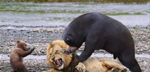 400斤黑熊大战狮子,本想借熊掌给狮子下马威,没想到反被打趴下