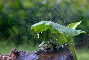 印尼 奇妙的动物摄影 又来了,这次是青蛙躲雨